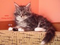 Dumny Kot*PL, hodowla kotów Norweskich Leśnych i Rosyjskich Niebieskich