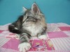 Dumny Kot*PL, Norwegian Forest Cat and Russian Blue cattery