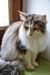 Dumny Kot*PL, hodowla kotów Norweskich Leśnych i Rosyjskich Niebieskich