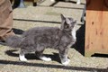 Dumny Kot*PL, Norwegian Forest Cat and Russian Blue cattery