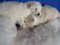 Matthias-Andrew-Sahra FCI, Miniature Poodles and Toy Poodles kennel