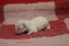 Matthias-Andrew-Sahra FCI, Miniature Poodles and Toy Poodles kennel